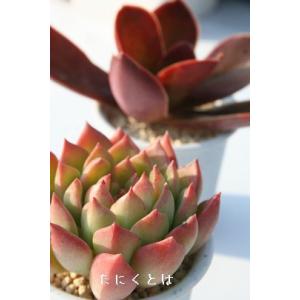 グリーンエメラルド エケベリア 2寸ポット 弁慶草科 多肉植物 苗 新築祝 新築祝 誕生日祝 開店祝 結婚式祝
