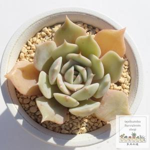 日本花キ流通 多肉植物 seオロスタキス 子持ち蓮華錦 多肉植物 7.5cm