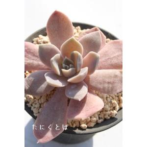 ラッキーガール カランコエ 2寸ポット 弁慶草科 多肉植物 根付苗 多肉