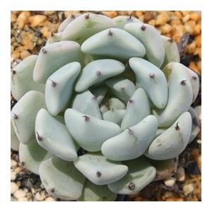黒爪ザラゴーサ エケベリア 多肉植物 エケベリ...の詳細画像1