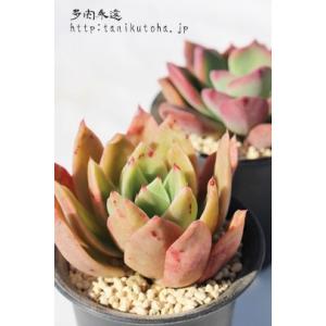 女王の花笠 カット苗 大型種 エケベリア 弁慶草科 多肉植物 苗 : 多肉