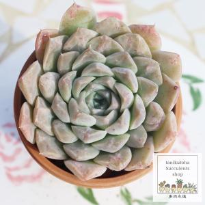 ピンクチップス エケベリア 2寸ポット 韓国苗 弁慶草科 多肉植物 苗