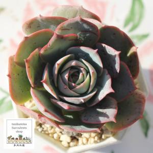 クラウディア エケベリア 韓国苗 Echeveria claudia 多肉植物 薔薇咲 多肉植物 大型種 ロゼットタイプ きれい かわいい 観葉植物｜tanikutoha