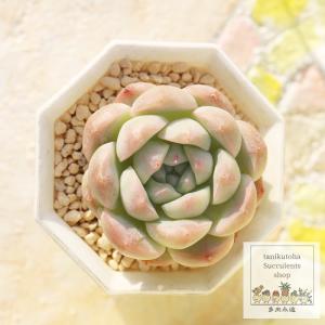 オレンジスノーボール 2寸ポット パキフィツム 弁慶草科 可愛い多肉