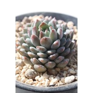 ピンクチップス エケベリア 2寸ポット 韓国苗 弁慶草科 多肉植物 苗