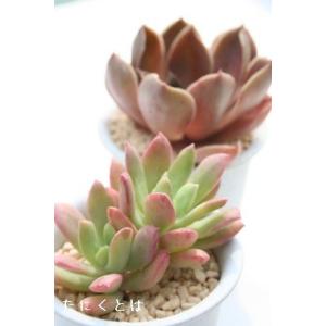 斑入り小型キリンソウ : にじはなPlants - 通販 - Yahoo!ショッピング