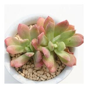 ミニベル 2寸ポット エケベリア 弁慶草科 多...の詳細画像1