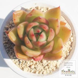 多肉植物：デンドロシキオス ソコトラーナ*塊幅3.5cm 現品！一品限り