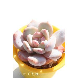 毒林檎 永遠ラベル付き エケベリア Echeveria dokuringo 弁慶草科 多肉