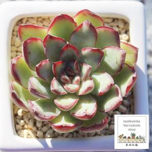 多肉植物 韓国苗 エケベリア チュプス Amazon.co.jp: 多肉植物エケベリア韓国苗 レア品種 ラブチューン 5苗