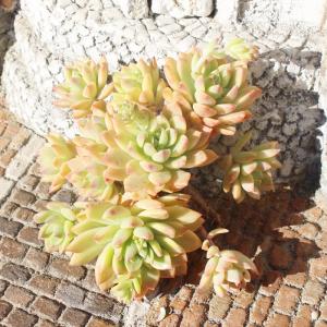 多肉植物　抜き苗　ラズベリーアイス＆ハオルチア 多肉植物 ☘️ ラズベリーアイス お子様付き 抜き苗 - メルカリ