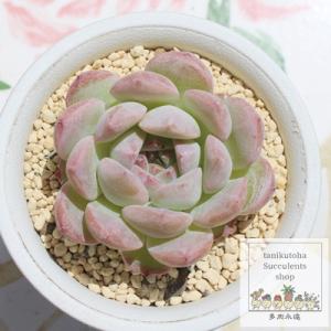 ❣️美苗♡オレンジスノーボール②❣️現品 カット エケベリア 寄せ植え 多肉植物 エケベリア／パキフィツム「オレンジスノーボール」です✨ 大苗かつ