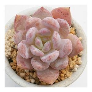ラウリンゼ 2寸ポット エケベリア 弁慶草科 ...の詳細画像1