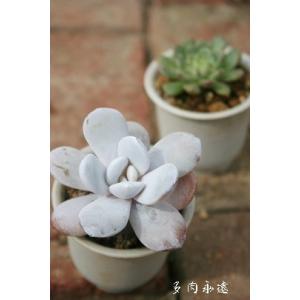 ピンクチップス エケベリア 2寸ポット 韓国苗 弁慶草科 多肉植物 苗