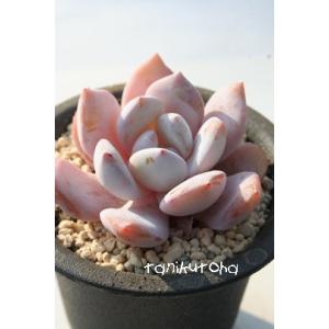 胡桃大福 永遠ラベル付き エケベリア Echeveria kurumidaifuku 2寸