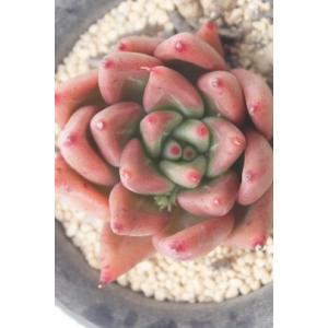 多肉植物 oriミックスベリア No.064 白玉美尼 おらいさん苗 送料無料