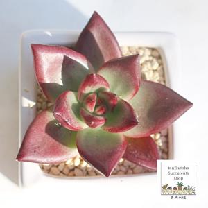 多肉植物 シルエット 12cm特大苗 新入荷 るる農園 : るる農園 - 通販