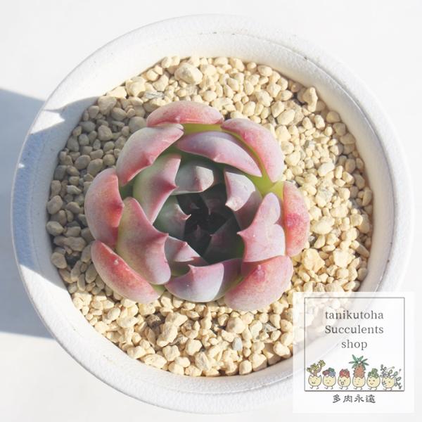 ルビーブラッシュ 2寸ポット エケベリア ruby brush 弁慶草科 多肉植物 苗 多肉永遠苗 ...