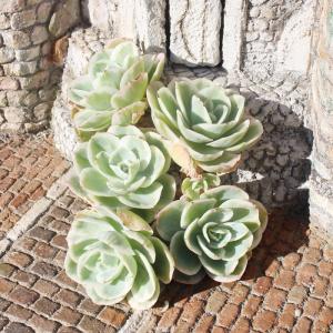 女王の花笠 カット苗 大型種 エケベリア 弁慶草科 多肉植物 苗 : 多肉