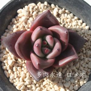 セネシオセット6種 多肉植物のセット キク科多肉植物 セネシオ根付苗