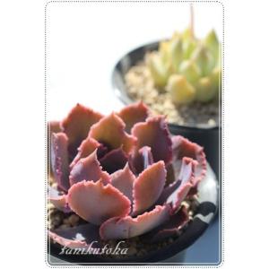 女王の花笠 カット苗 大型種 エケベリア 弁慶草科 多肉植物 苗 : 多肉