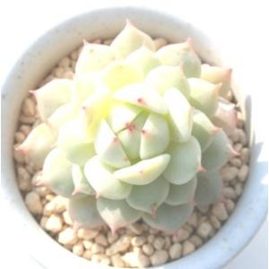 静夜 エケベリア 弁慶草科 多肉植物 苗 新築...の詳細画像1