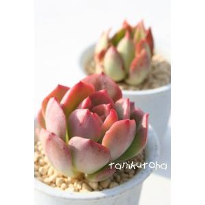 日本花キ流通 多肉植物 skエケベリア ドイツシャンペン 多肉植物