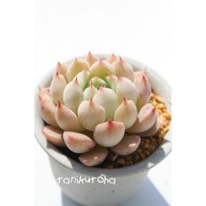 七福の薔薇 2寸ポット エケベリア 弁慶草科 多...の商品画像