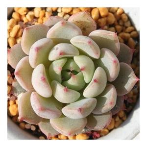 七福の薔薇 2寸ポット エケベリア 弁慶草科 ...の詳細画像1