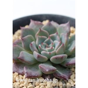ルンヨニー錦 エケベリア 2寸ポット 韓国苗 Echeveria ruyonii