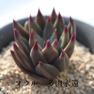 ピンクチップス エケベリア 2寸ポット 韓国苗 弁慶草科 多肉植物 苗
