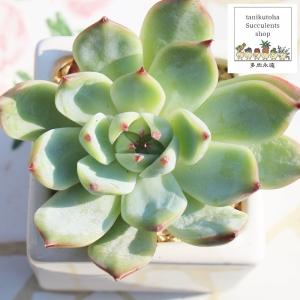 多肉植物 O'sエケベリア （月影×ノバ）×ザラゴーサspノバ O's PLANTS