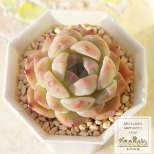 桜餅大福 永遠ラベル付き エケベリア Echeveria sakuramochidaifuku 2寸ポット 弁慶草科 多肉植物 多肉永遠苗