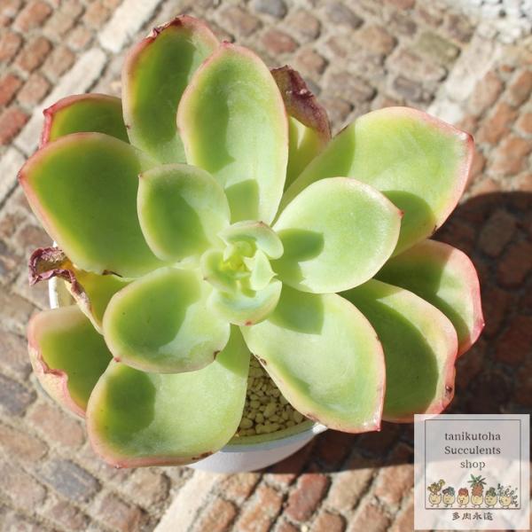 ジョエ錦 カット苗 エケベリア 5.5cmポット Echeveria joe f. variegat...