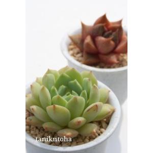 ブラッディーロメオ エケベリア 韓国苗 Echeveria bloody romeo 弁慶草