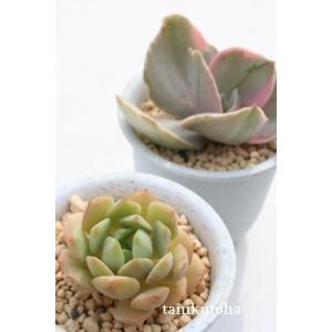 多肉植物 カランコエ 福兎耳 雪だるま 6cmポット 観葉植物 インテリア