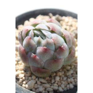 オレンジスノーボール 2寸ポット パキフィツム 弁慶草科 可愛い多肉