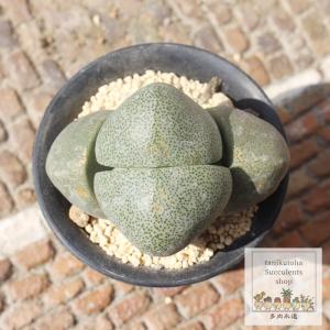 姫子宝錦美斑 ガステリア 6cmポット Gasteria gracilis var.minima f