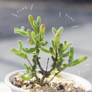 多肉植物 ドロサンテマム キャットテール Dr...の詳細画像1