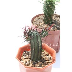 白檀 サボテン 5.5cmポット エキノプシス属 Chamaecereus silvestrii