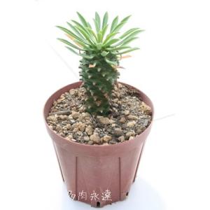 日本花キ流通 多肉植物 sdユーフォルビア デカリー 7.5cmポット 多肉