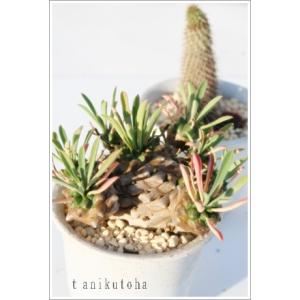 日本花キ流通 多肉植物 sdアデニア グラウカ 実生 多肉植物 塊根植物