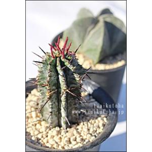 多肉植物：ユーフォルビア 白ホリダ*メス M 幅6cm : 遊恵盆栽 Yahoo!店