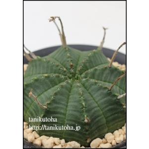 チャーム（charm） （多肉植物）素焼鉢 サボテン エキノプシス 刺無短