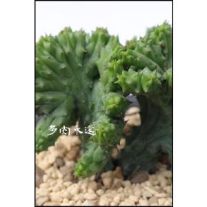 多肉植物 oriミックスベリア No.064 白玉美尼 おらいさん苗 送料無料