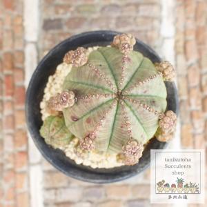 チャーム（ペット） （多肉植物）ユーフォルビア シンメトリカ
