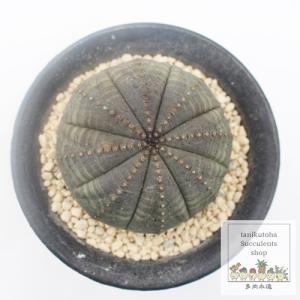 シンメトリカ ユーフォルビア トウダイクサ科 多...の商品画像