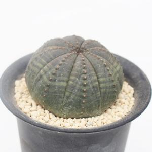 シンメトリカ ユーフォルビア トウダイクサ科 ...の詳細画像1