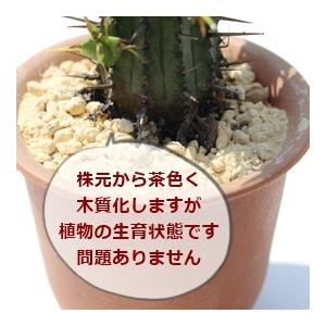 シンメトリカ ユーフォルビア トウダイクサ科 ...の詳細画像2