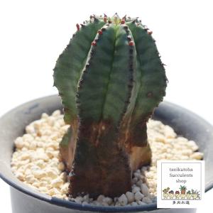 多肉植物：ハオルチア コレクタ錦*幅8cm 現品！一品限り : 遊恵盆栽